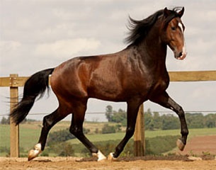 Beautiful Lusitanos up for auction in Wellinton, Florida