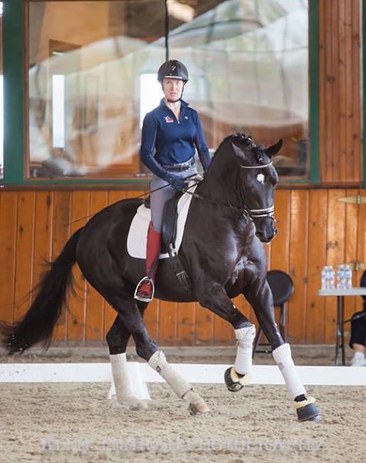 Harvest, the dressage high scorer in the 2017 North American Stallion Sport Test :: Photo © Allie Conrad