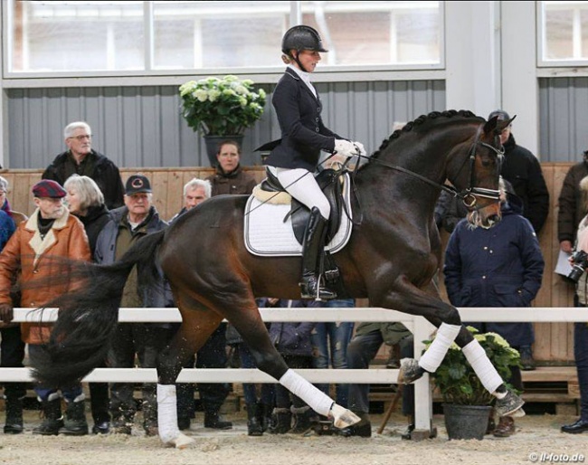 Isabel Freese and For Romance II at the 2017 HP Horses' Stallion Show :: Photo © LL-foto