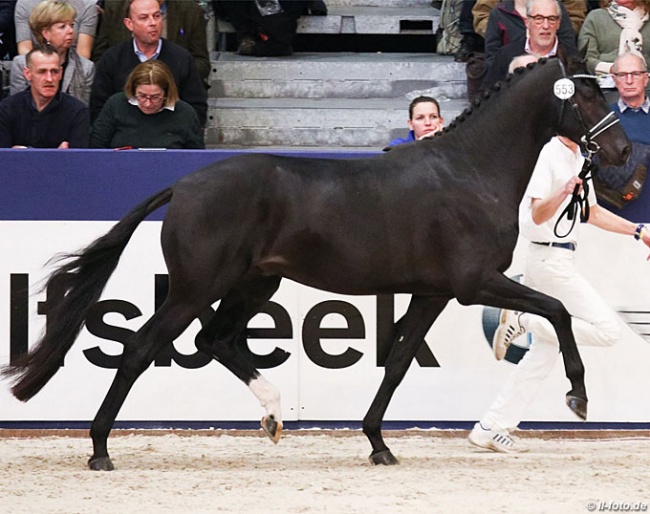 Kremlin MD (by Governor x Rousseau) at the 2018 KWPN Stallion Licensing :: Photo © LL-foto