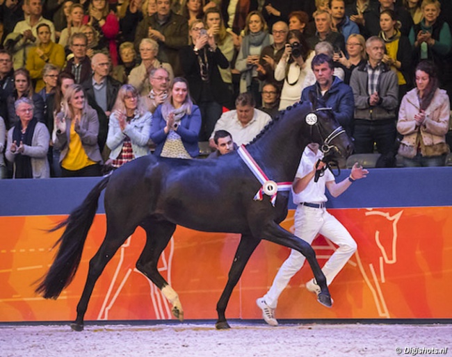 Kremlin MD, Champion of the 2018 KWPN Stallion Licensing