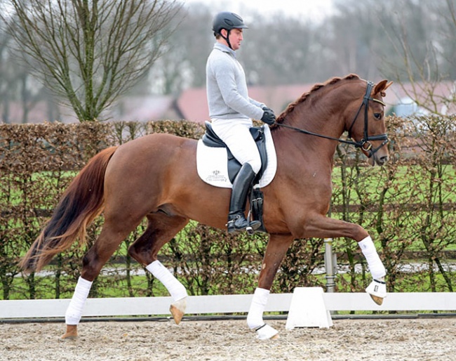 Andreas Müller on Lodbergen's newest stallion La Vie (by Livaldon x Scolari) :: Photo © Tanja Becker