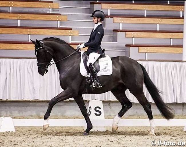 Dante Quando at the 2018 Munster Stallion Sport Test :: Photo © LL-foto