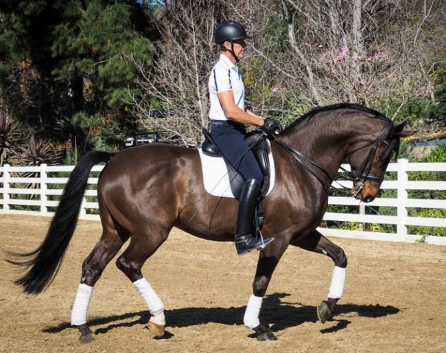 Guenter Seidel on Louise Leatherdale's Beltano :: Photo © PS Dressage