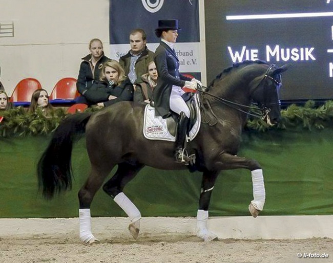 Sprehe and Desperados at the 2018 Sprehe Stallion Show in Vechta :: Photo © LL-foto