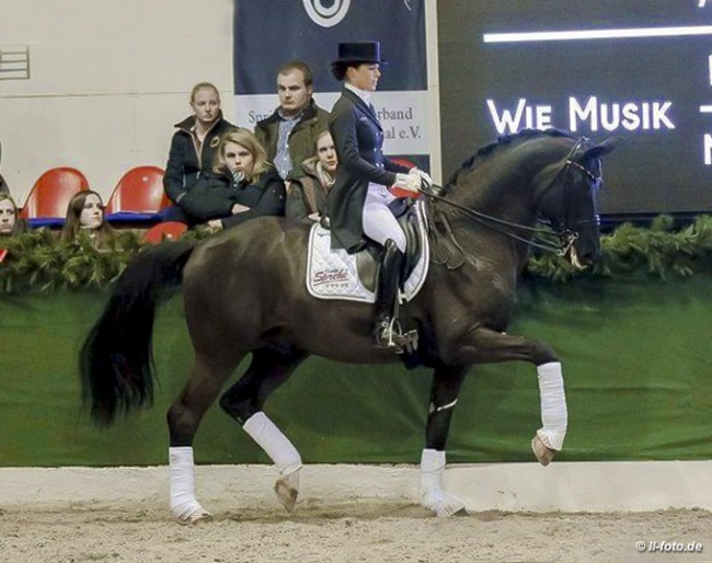 Sprehe and Desperados at the 2018 Sprehe Stallion Show in Vechta :: Photo © LL-foto