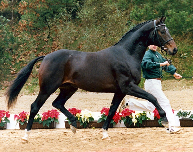 Donnerschlag in hand in Germany as a youngster