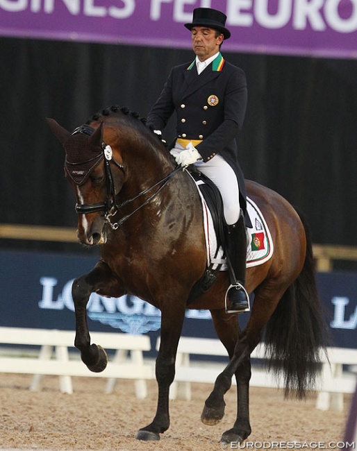 Santurion de Massa, by Trakehner stallion Munchhausen out of a Lusitano mare by Landim :: Photo © Astrid Appels