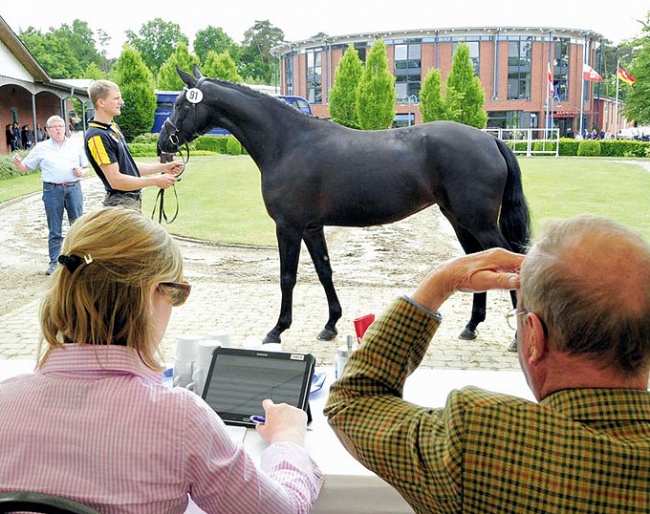 Learn everything about horse breeding on the 2018 Oldenburg Summer Meeting