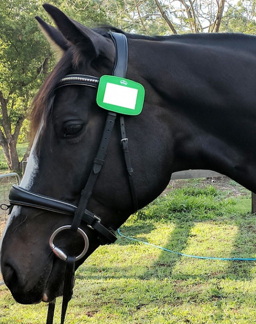 Bridle disk for stallions at EA endorsed competitions