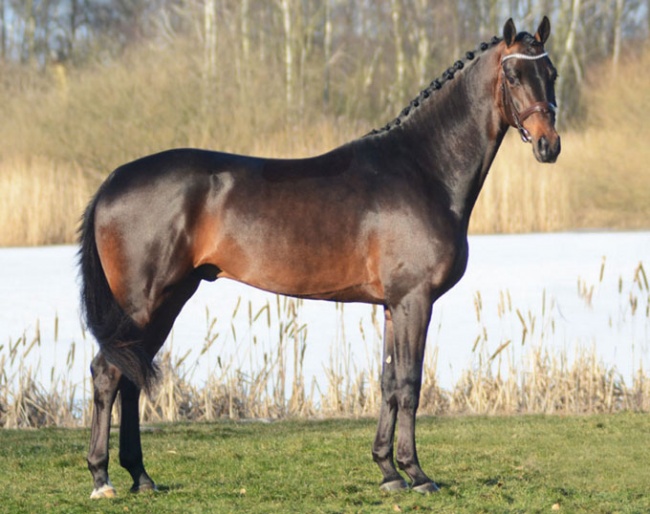 Demand (by Ampere x Don Schufro) :: Photo © Laila Berglund