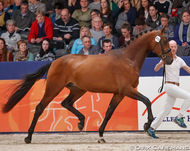 Kameraad (by Eye Catcher x Rousseau) at the 2018 KWPN Stallion Licensing :: Photo © Dirk Caremans