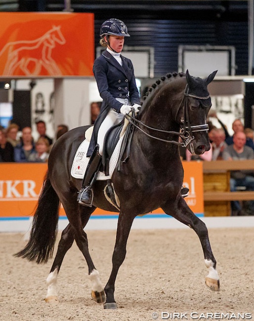 Dark Pleasure at an exhibition show during the 2018 KWPN Stallion Licensing :: Photo © Dirk Caremans