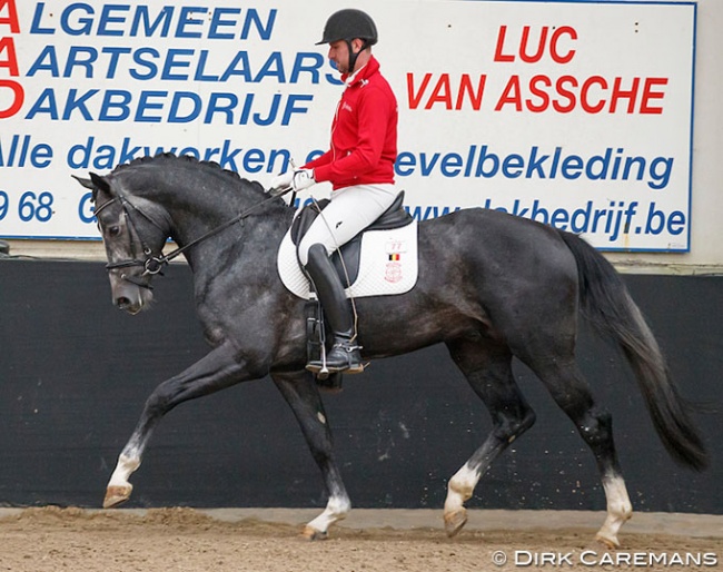 Domien Michiels presenting Panthero van de Vogelzang at the 2018 BWP Stallion Licensing :: Photo © Dirk Caremans