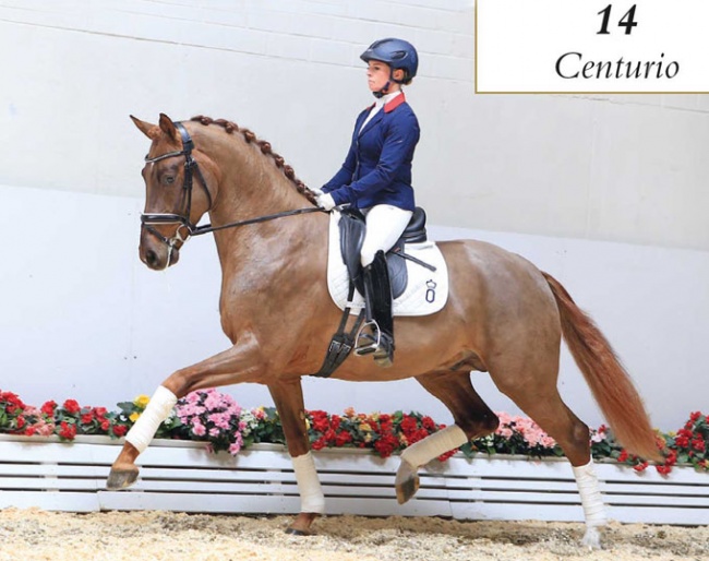 Centurio (by Cennin) :: Photo © Tammo Ernst