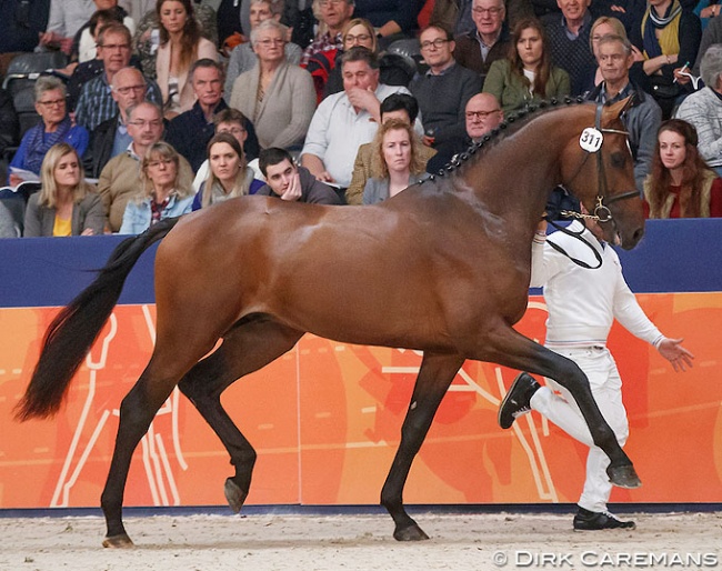 Kissinger (by Arlando x Special D) at the 2018 KWPN Stallion Licensing :: Photo © Dirk Caremans
