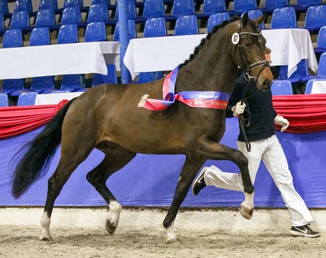 Zac Efron (by Blue Hors Zack x Don Larino) :: Photo © LL-foto