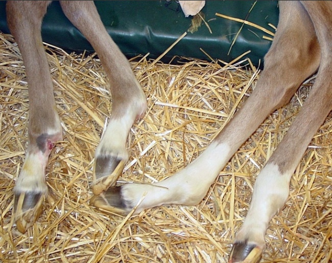 Warmblood Fragile Foal Syndrome :: Photo © Laboklin