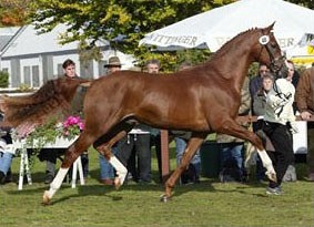 Royal Blend at the 2003 Hanoverian Stallion Licensing :: Photo © Tammo Ernst