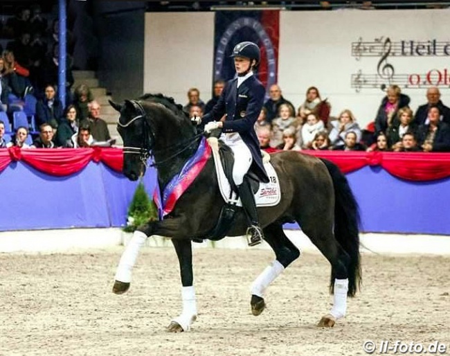 Kirsten Biermann on Furst Wilhelm at the 2017 Oldenburg Althengst Parade :: Photo © LL-foto