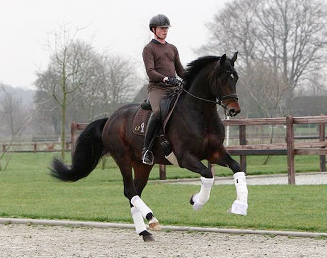 Robin van Lierop on RS2 Dressage's Zum Gluck :: Photo © private