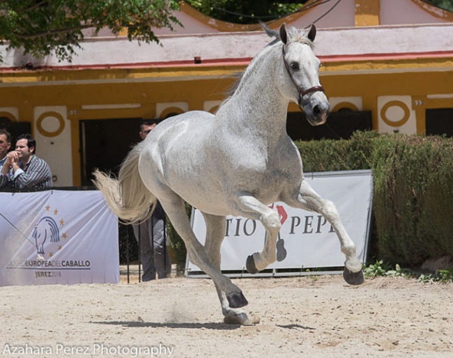 Norte at the PRE auction in Jerez on 13 May 2018 :: Photo © Azahara Perez