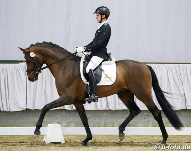 D'Alessandro (by Don Frederic x Stedinger) in the 2018 Munster Sport Test :: Photo © LL-foto