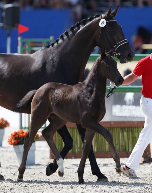 Fellini (by Franklin x Sezuan) at the 2018 Nordic International Sales :: Photo © Astrid Appels