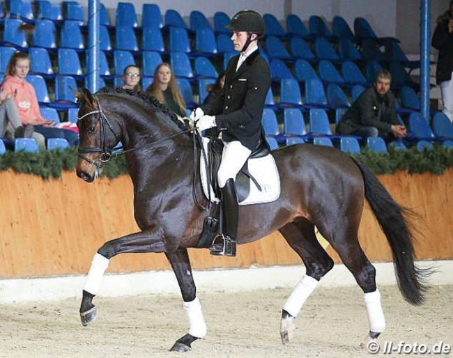 Blue Horse Emilio (by Escolar x Lauries Crusador xx):: Photo © LL-foto