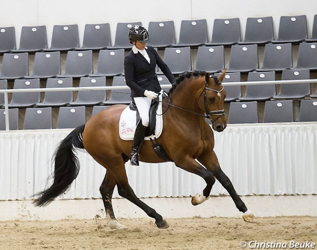 Erdinger at the 2018 Hanoverian Saddle Licensing :: Photo © Christina Beuke