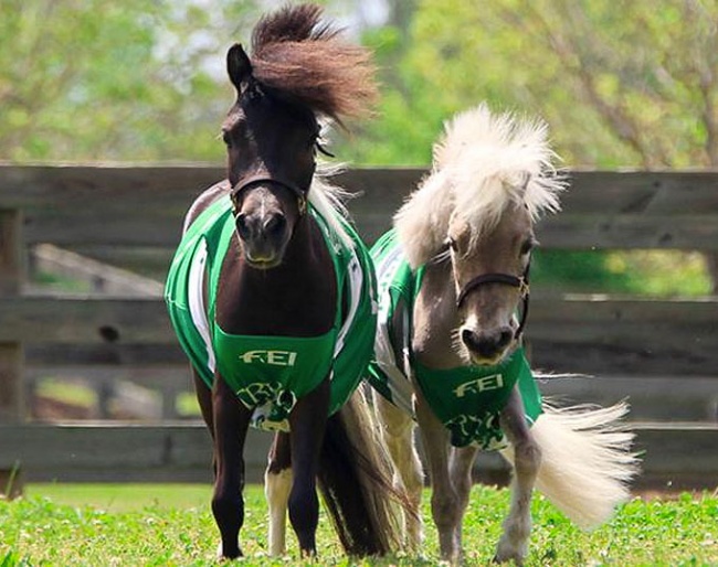 Meet Star & Huck, the Official Mascots of the 2018 World Equestrian Games