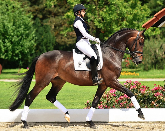 2017 PSI Auction horse Semias now winning under Heiner Schiergen