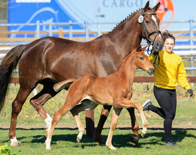 Vanellope (by Vitalis x Don Romantic) :: Photo © Tammo Ernst