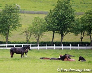 Good housekeeping: horses turner out in the field :: Photo © Astrid Appels
