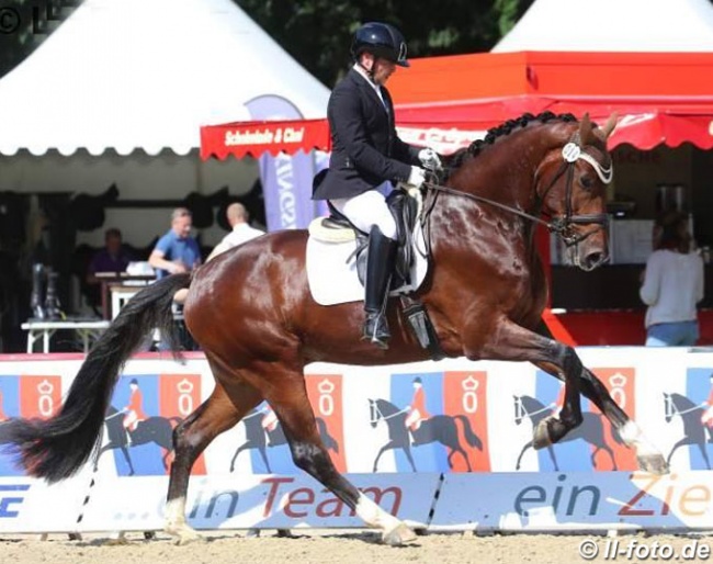 Björn Steigauf on Don Klaron at the 2017 Oldenburg Young Horse Championships in Rastede :: Photo © LL-foto