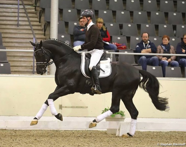 2017 Verden Stallion Sport Test rider Philipp Hess on Bon Coeur :: Photo © Stephan Bischoff