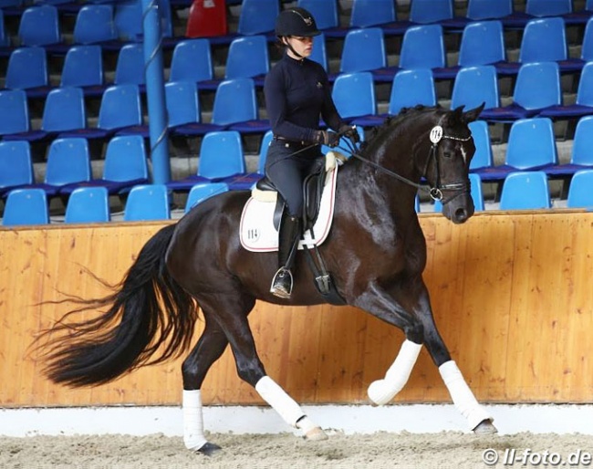 British bred, Danish owned Oldenburg mare Best of Mount St. John at the 2018 Oldenburg Mare Performance Test in Vechta :: Photo © LL-foto