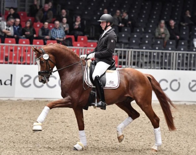 Jan Gawecki and Heiline's Zanzier at the 2018 Danish Warmblood Stallion Licensing