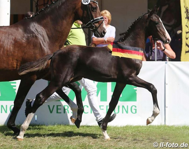 2018 German Colt Foal Champion by Zoom x Don Romantic :: Photo © LL-foto