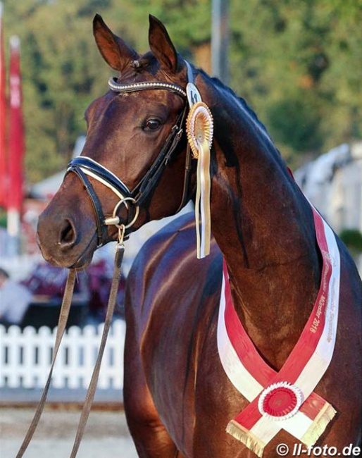 Gloria (by Goldberg x Rock Forever) wins the 2018 Westfalian Mare Championship :: Photo © LL-foto