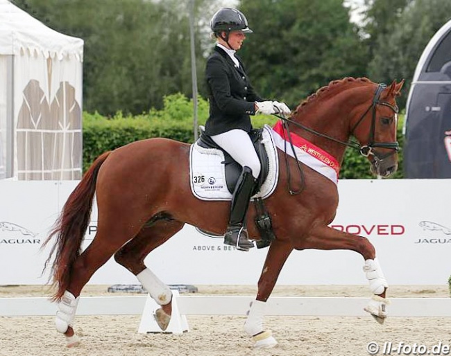 Fonq (by Furst Fohlenhoff x Lissaro) at the 2018 Westfalian Young Horse Championships :: Photo © LL-foto