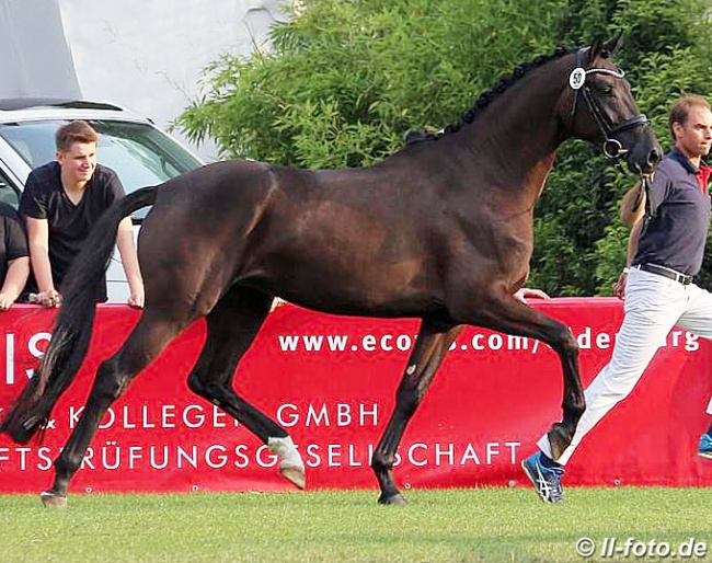 Venecia (by Van Vivaldi x Florencio x Depardieu) wins the 2018 Oldenburg Elite Mare Show in Rastede :: Photo © LL-foto