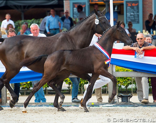 Nina Ricci is the 2018 KWPN Foal Champion :: Photo © Digishots