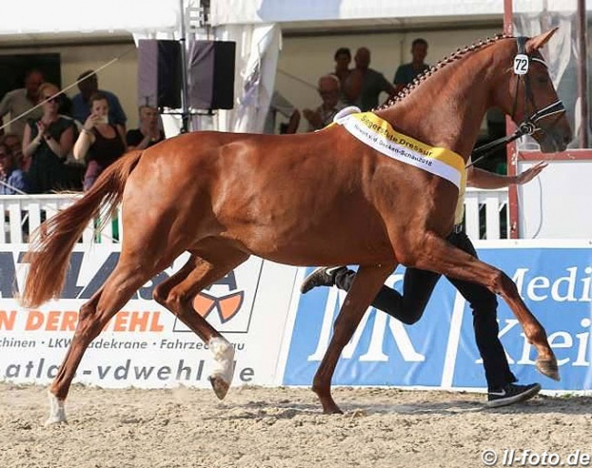 Vanity Fair wins the 2018 Hanoverian Elite Mare Show in Verden :: Photo © LL-foto