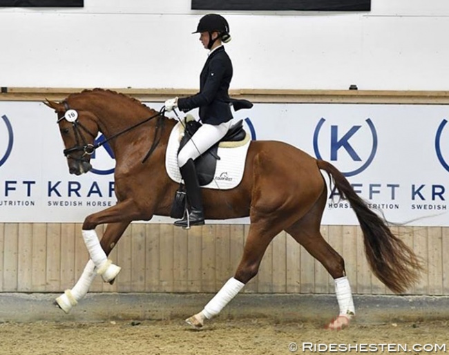 Grevens Fakino is the 2018 Danish Warmblood Mare Champion :: Photo © Ridehesten