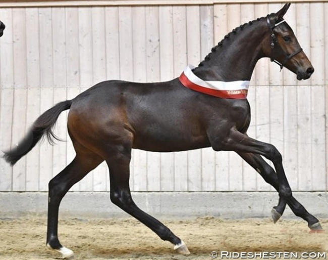 Remember Me, the 2018 Danish Warmblood Filly Foal Champion :: Photo © Ridehesten