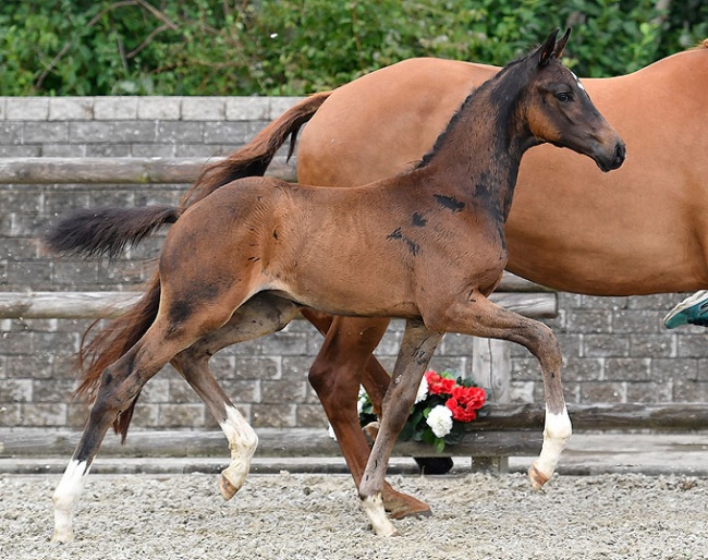 Ellegaardens Fabergé (by Franklin x Michellino), one of many stunning dressage foals in the 2018 Danish Warmblood Elite Foal Auction Collection