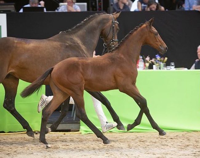 Vesuvius van 't Zuyderbosch at the 2018 Borculo Foal Auction