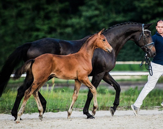 All Deluxe (by Don Deluxe x Romantiker) is part of the 2018 Cichon Foal Auction