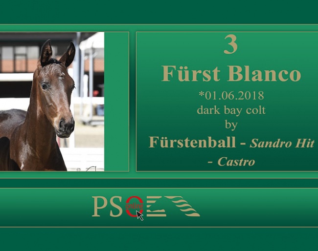 Fürst Blanco (by Fürstenball x Sandro Hit)